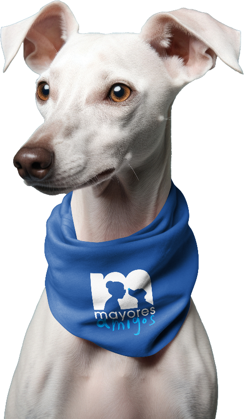 Perro mayores amigos